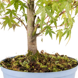 Acer palmatum yamamomiji - B5453