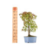 Acer palmatum yamamomiji - B5453