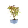 Acer palmatum yamamomiji - B5455
