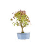 Acer palmatum yamamomiji - B5455
