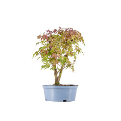 Acer palmatum yamamomiji - B5455