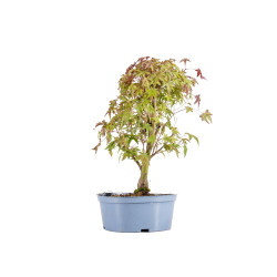 Acer palmatum yamamomiji - B5455