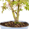 Acer palmatum yamamomiji - B5455