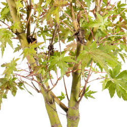 Acer palmatum yamamomiji - B5455