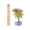 Acer palmatum yamamomiji - B5455