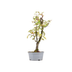 Pseudocydonia sinensis - B5458