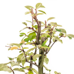 Pseudocydonia sinensis - B5458