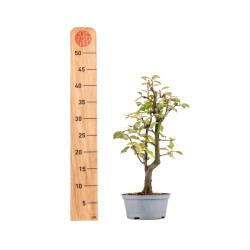 Pseudocydonia sinensis - B5458