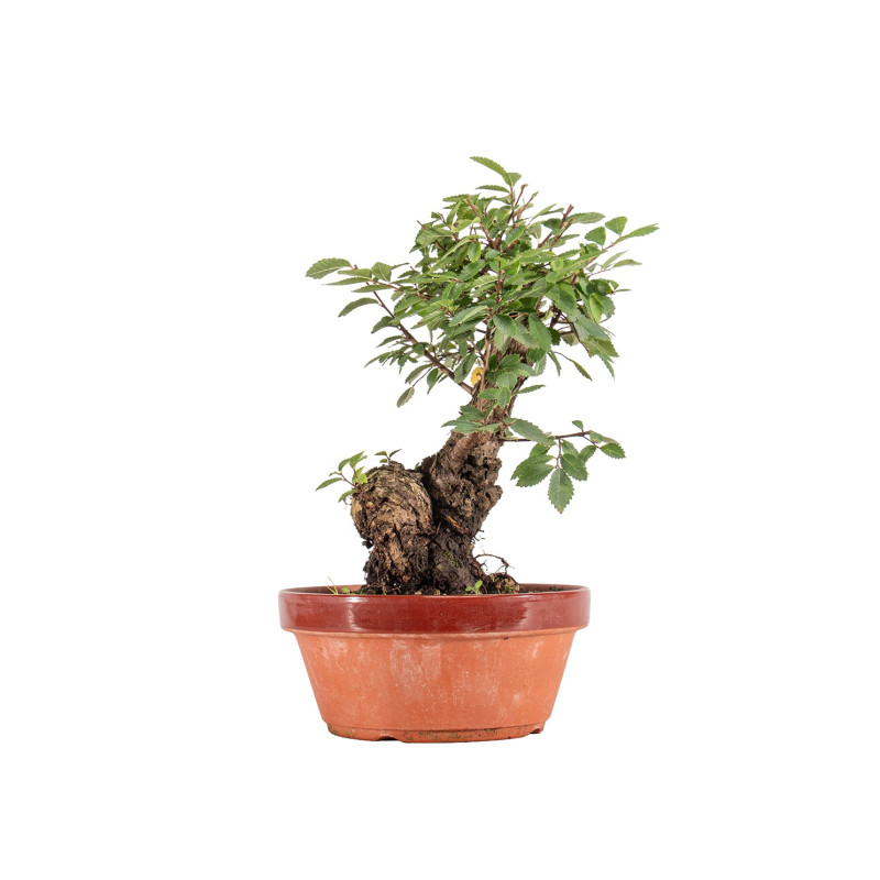 Zelkova nire - B5459
