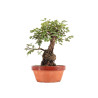 Zelkova nire - B5459