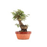 Zelkova nire - B5459