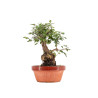 Zelkova nire - B5459