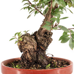 Zelkova nire - B5459