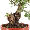 Zelkova nire - B5459
