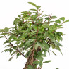 Zelkova nire - B5459
