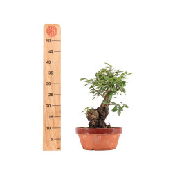 Zelkova nire - B5459