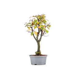 Pseudocydonia sinensis - B5460