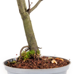 Pseudocydonia sinensis - B5460