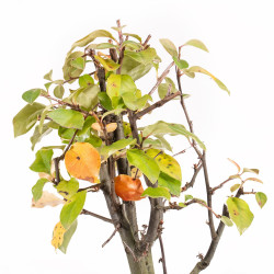 Pseudocydonia sinensis - B5460