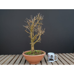 Morus spp.  - PACK 3 UNIDS...