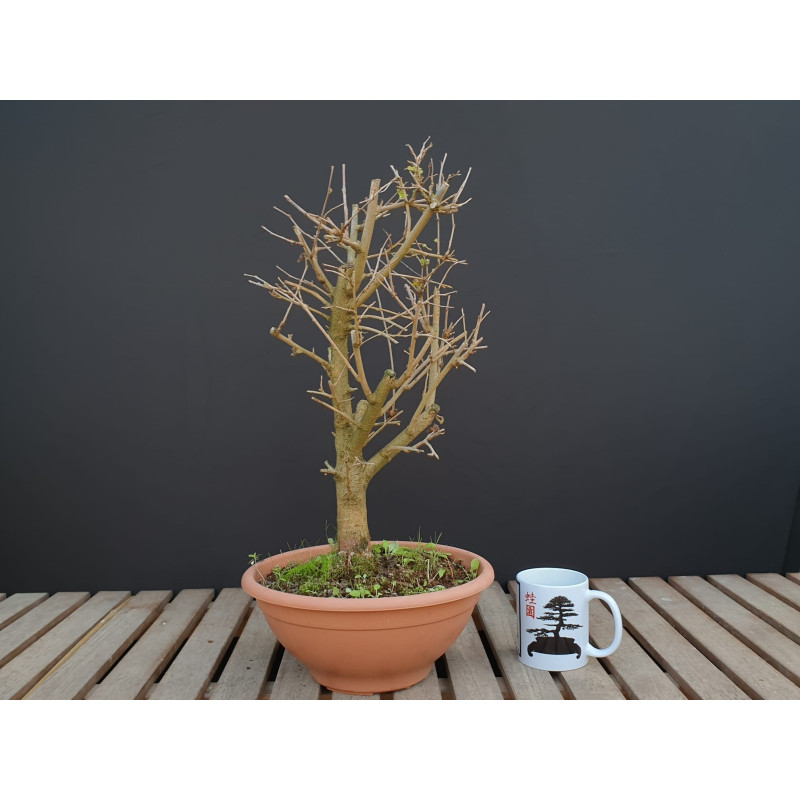 Morus spp.  - PACK 3 UNIDS - Bosque