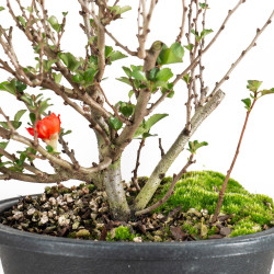 Chaenomeles chojubai - B5469