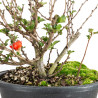 Chaenomeles chojubai - B5469