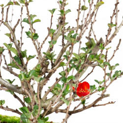Chaenomeles chojubai - B5469