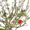 Chaenomeles chojubai - B5469