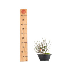 Chaenomeles chojubai - B5469