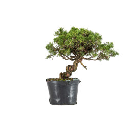 Juniperus itoigawa - B5466
