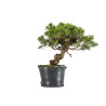 Juniperus itoigawa - B5466