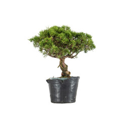 Juniperus itoigawa - B5466