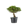 Juniperus itoigawa - B5466
