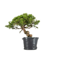 Juniperus itoigawa - B5466
