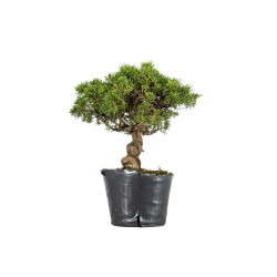 Juniperus itoigawa - B5466