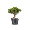 Juniperus itoigawa - B5466