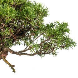 Juniperus itoigawa - B5466