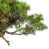 Juniperus itoigawa - B5466
