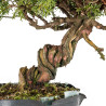 Juniperus itoigawa - B5466