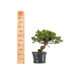 Juniperus itoigawa - B5466