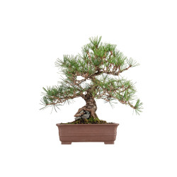 Pinus thunbergii - B5467