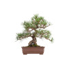 Pinus thunbergii - B5467