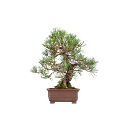 Pinus thunbergii - B5467