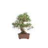 Pinus thunbergii - B5467