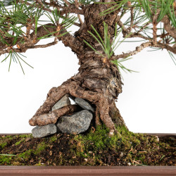 Pinus thunbergii - B5467