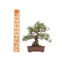 Pinus thunbergii - B5467