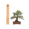 Pinus thunbergii - B5467