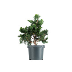 Chamaecyparis Hinoki - B5471