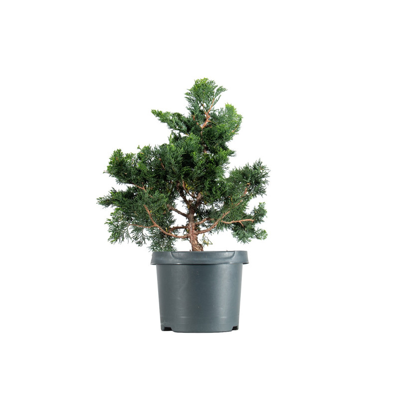 Chamaecyparis Hinoki - B5471